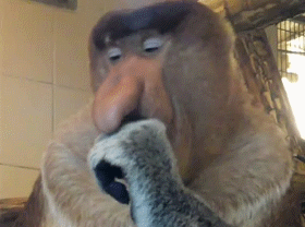 코주부원숭이.gif 미리보기
